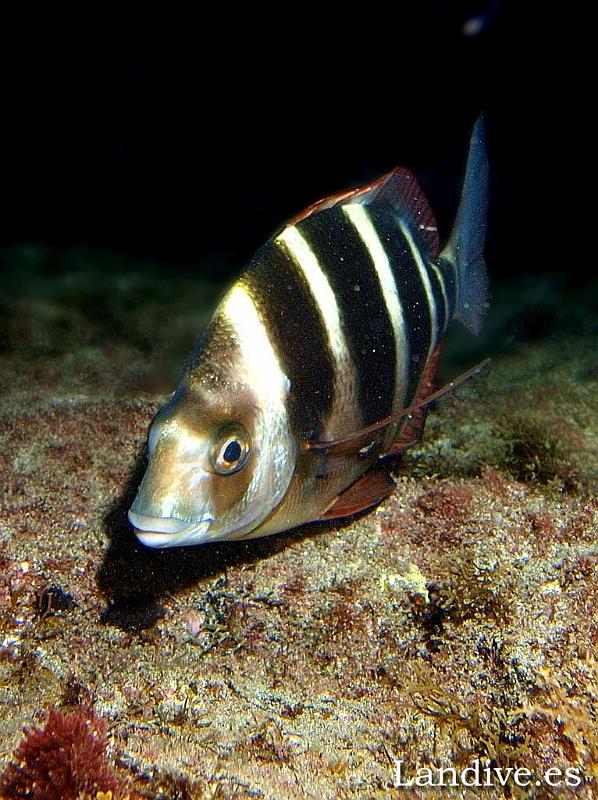 Sargo breado ( Diplodus cervinus cervinus ).jpg - OLYMPUS DIGITAL CAMERA